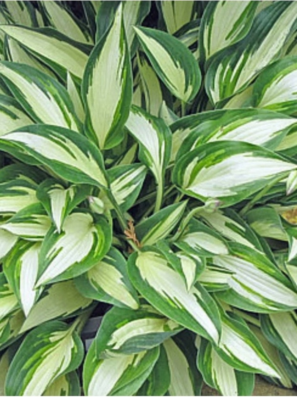2 Angel Wing Hosta Plants .. Variegated Green and White Leaves Ready to plant
